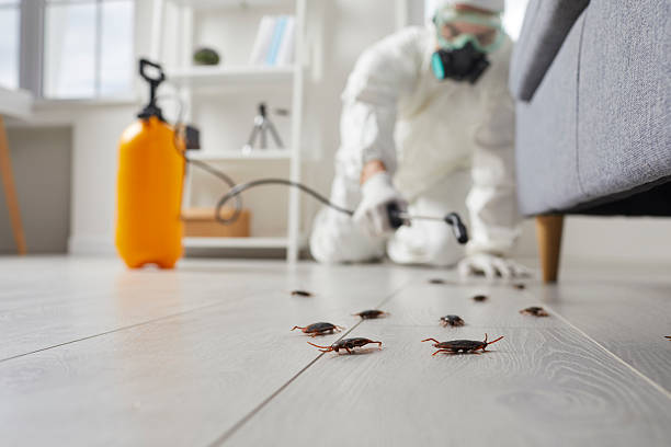 Post-Treatment Bed Bug Interceptor Monitoring in Lovington